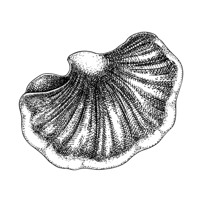Beefsteak fungus sketch. Edible mushroom illustration. Fungal protein, mycoprotein source. Tongue mushroom drawing isolated on white. Healthy food and plant-based meat substitutes design element